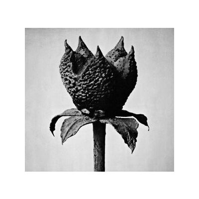 FUJITA, MASAYOSHI - BOOK OF LIFE - CD