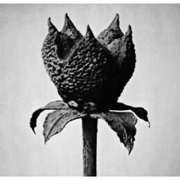 FUJITA, MASAYOSHI - BOOK OF LIFE - CD